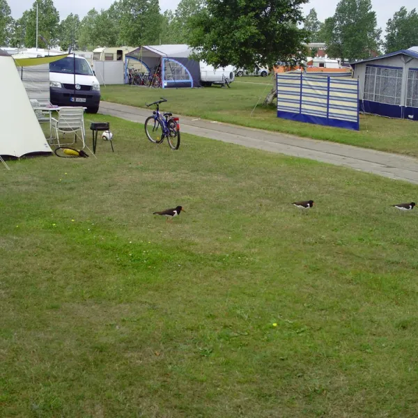 campingplatz-hooksiel-nordseekstenbadeort-hooksiel-cny48
