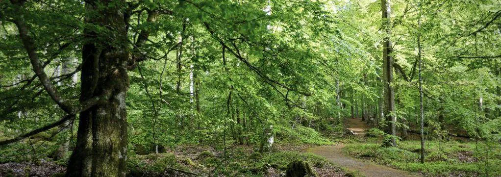 norraryds-camping-ryd-rjtgd