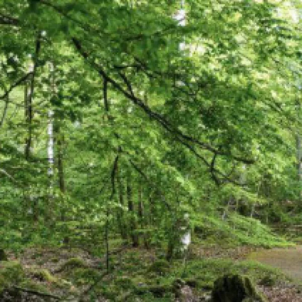 norraryds-camping-ryd-rjtgd