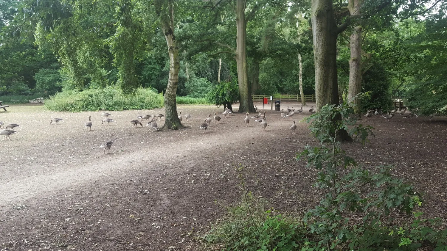 hartsholme-country-park-lincoln-vkgej