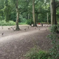 hartsholme-country-park-lincoln-vkgej