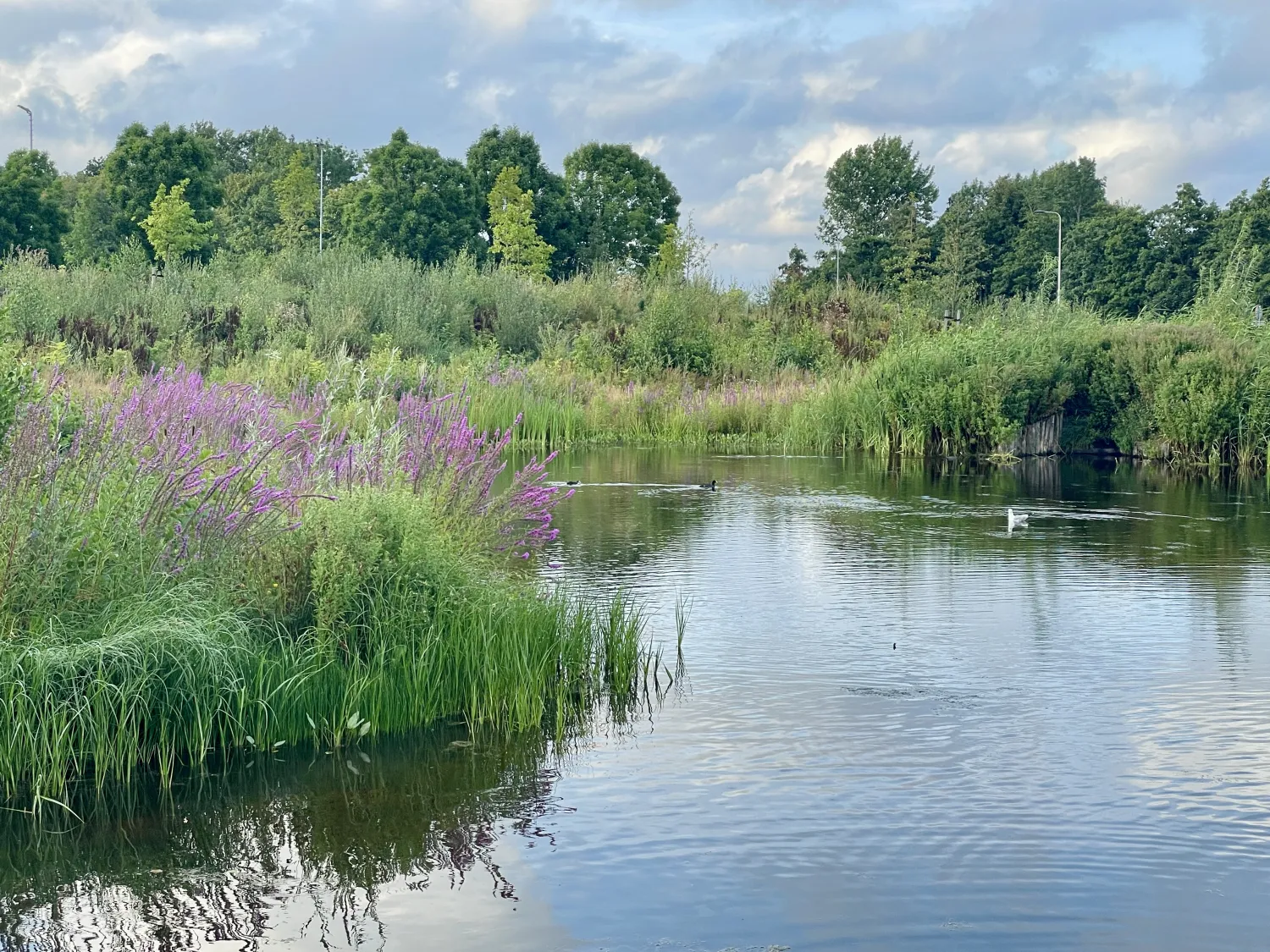 omgeving (20)