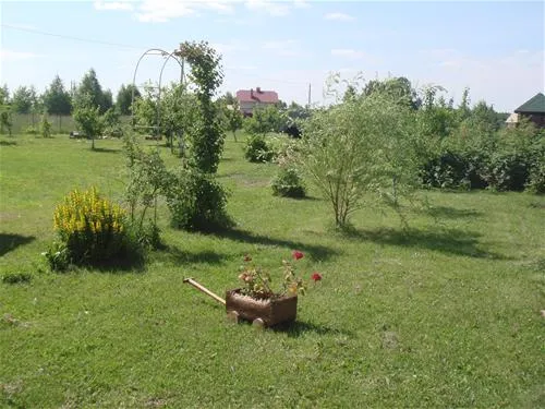 zolotoy-fasan-perematkino-nlduz