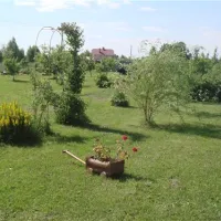 zolotoy-fasan-perematkino-nlduz