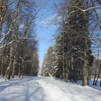 zolotoy-fasan-perematkino-so5vi