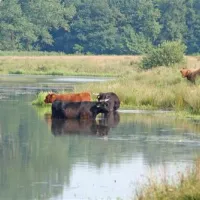 mini-camping-de-boltsebroek-escharen-wdycq