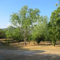 camping-le-sud-pietrosella-y2llh