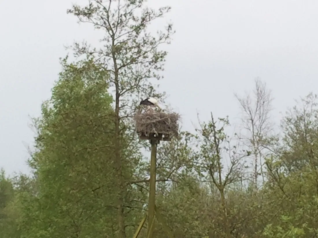 natuurkampeerterrein-de-reidplum-eernewoude-earnewald-3bhko