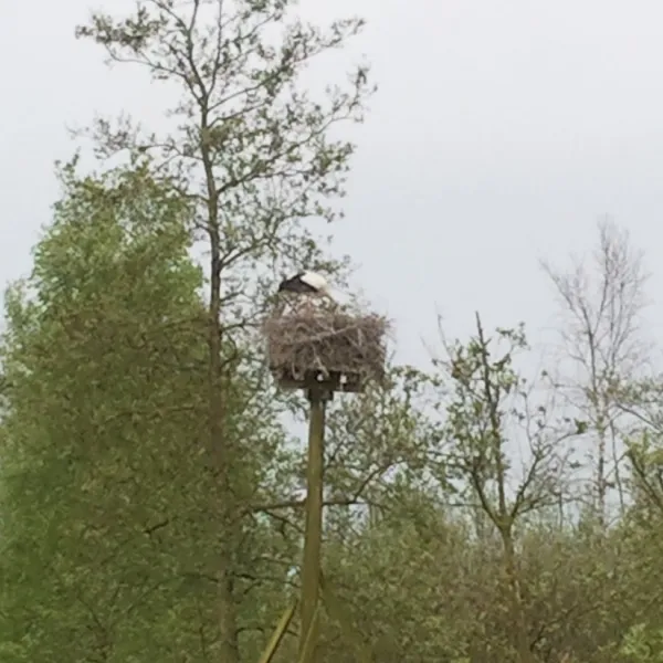 natuurkampeerterrein-de-reidplum-eernewoude-earnewald-3bhko