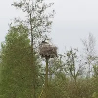 natuurkampeerterrein-de-reidplum-eernewoude-earnewald-3bhko