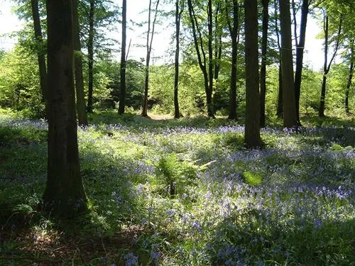 forest-glade-holiday-park-cullompton-njdp2