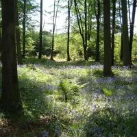 forest-glade-holiday-park-cullompton-njdp2