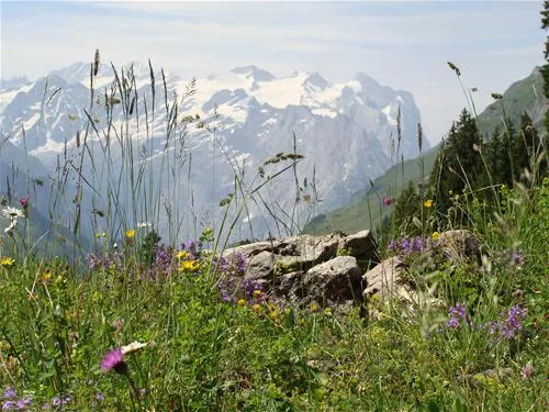 bauernhofcamping-wyler-innertkirchen-ccfle