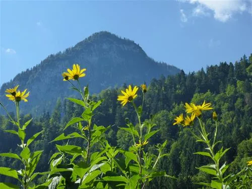 camping-rueppenhof-thiersee-gy4sv