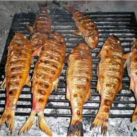 camping-arboretum-paman-eopht