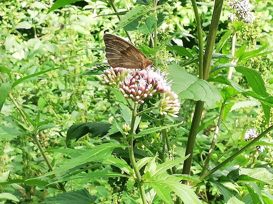 naturcamp-an-der-weser-vlotho-deqea