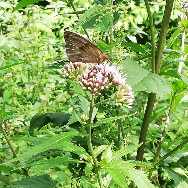 naturcamp-an-der-weser-vlotho-deqea