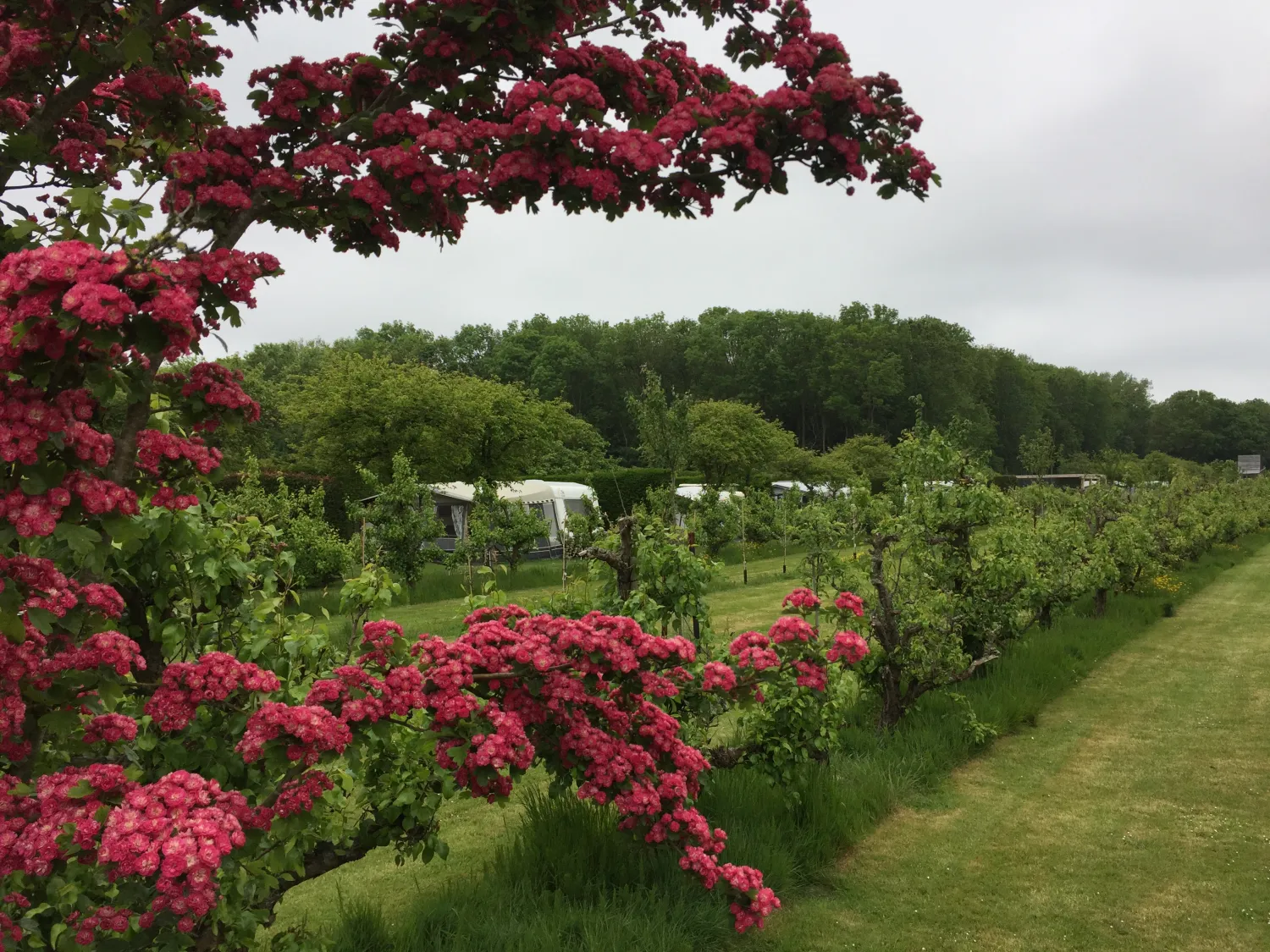 boomgaardcamping-duinrand-oostkapelle-36j37