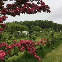 boomgaardcamping-duinrand-oostkapelle-36j37