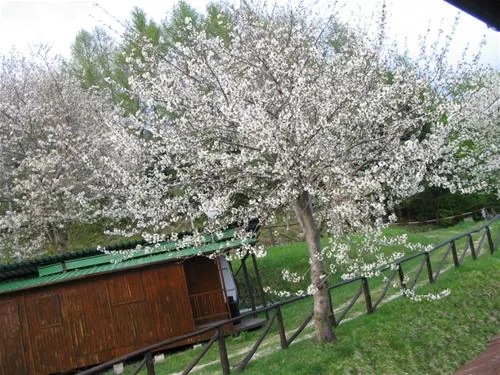 camping-bucaneve--bb-abetone--pistoia-hj1oc