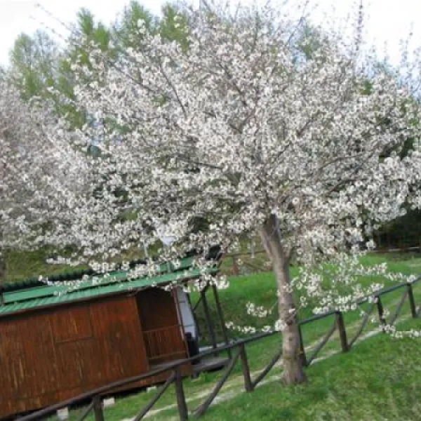 camping-bucaneve--bb-abetone--pistoia-hj1oc