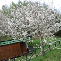 camping-bucaneve--bb-abetone--pistoia-hj1oc