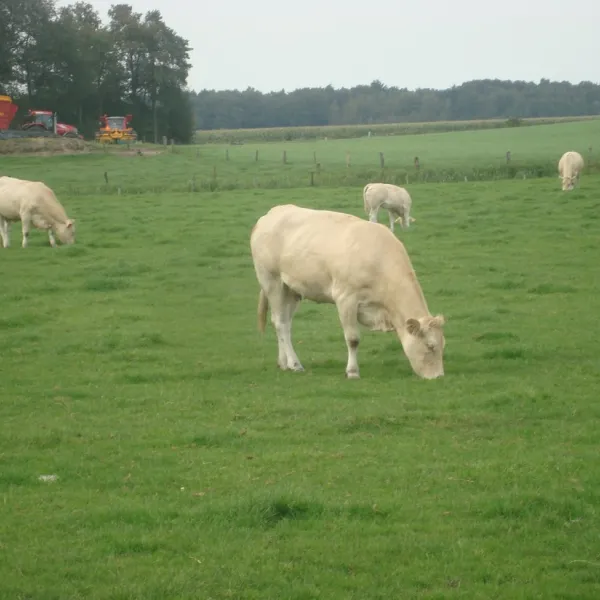 minicamping-erve-beernink-overdinkel-c6vzu