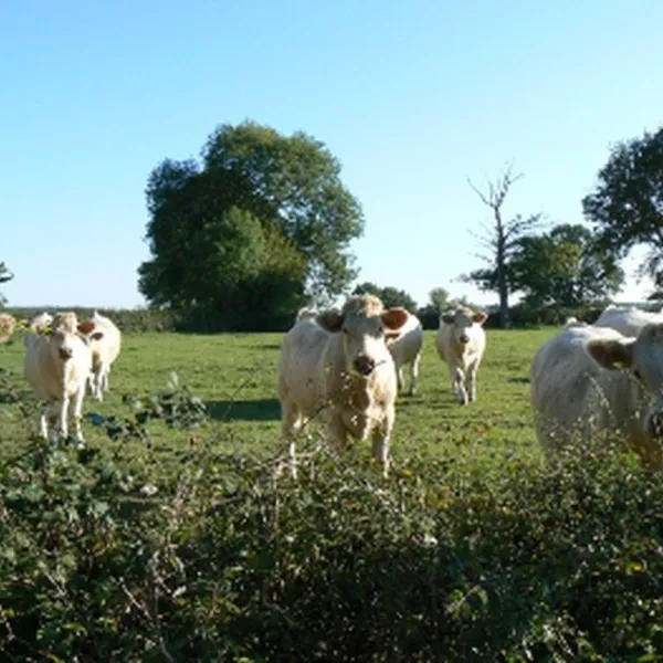 le-petit-moulin-saint-hilaire-xr0zc
