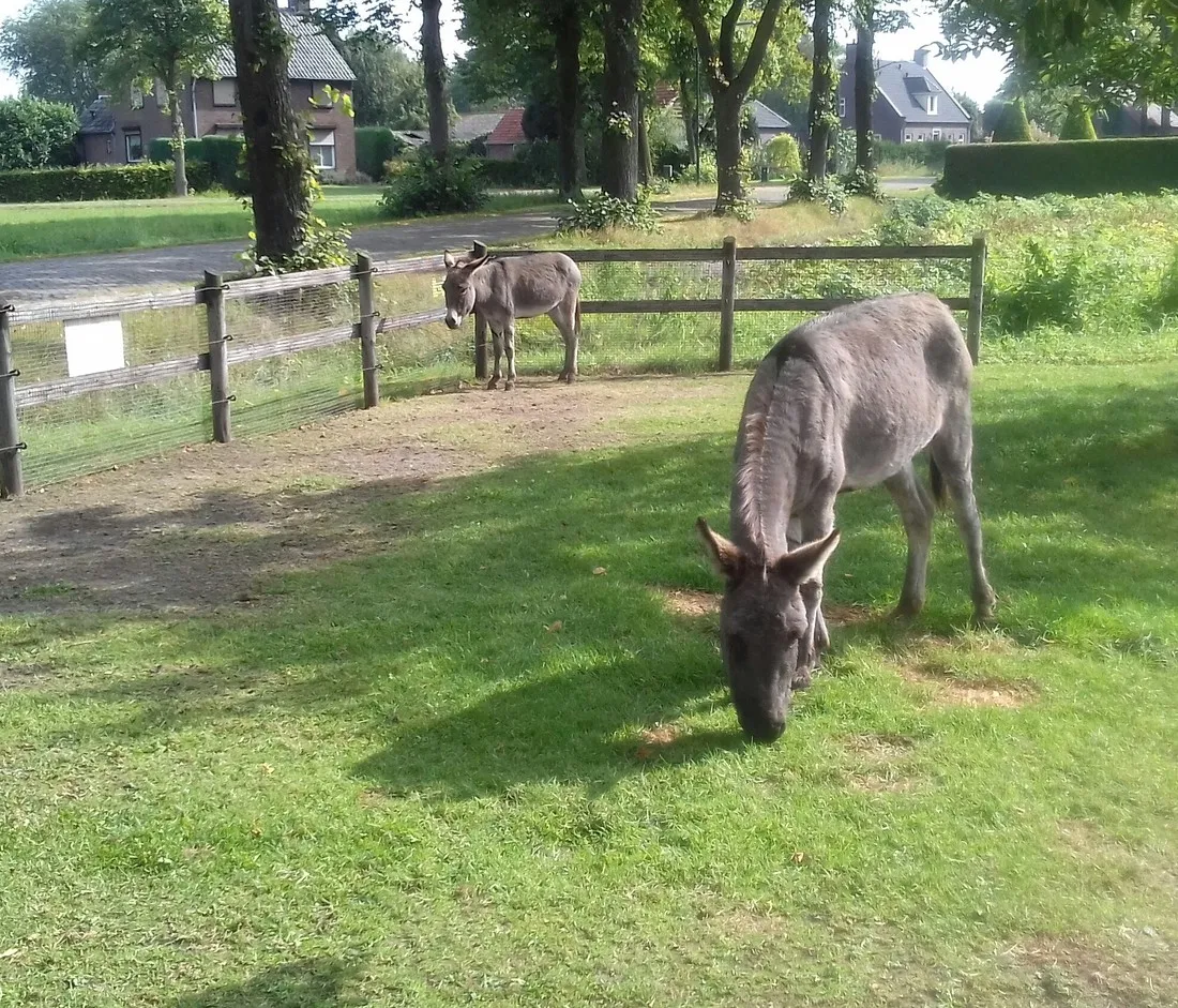 minicamping-dun-ezel-hooge-mierde-ranto
