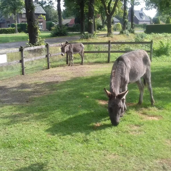 minicamping-dun-ezel-hooge-mierde-ranto