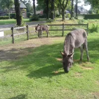 minicamping-dun-ezel-hooge-mierde-ranto