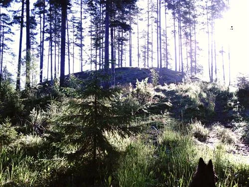 treens-natur-o-fiskecamp-gunnarskog-1dy9c