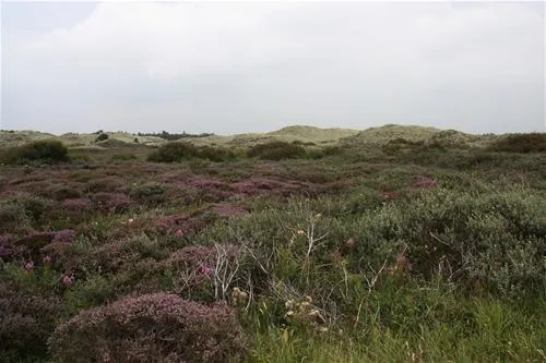 texelcamping-loodsmansduin-texel-den-hoorn-iuonm