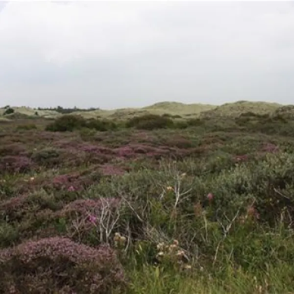 texelcamping-loodsmansduin-texel-den-hoorn-iuonm