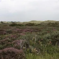texelcamping-loodsmansduin-texel-den-hoorn-iuonm