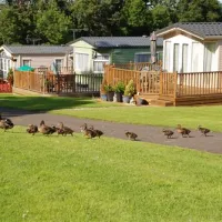 causey-hill-caravan-park-hexham-jyxpp