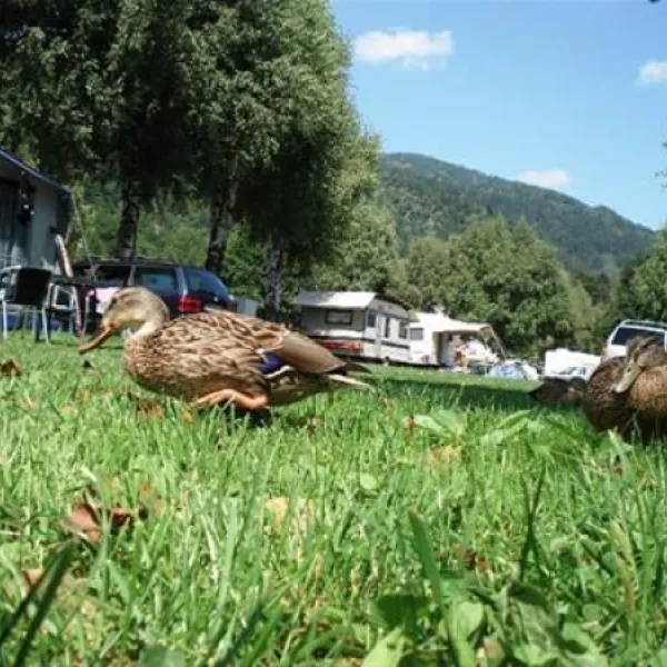 camping-morgenfurt-steindorf-gqoho