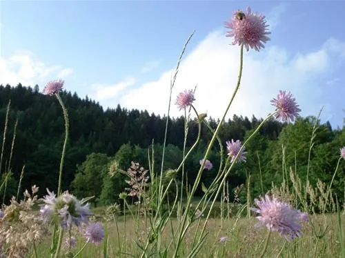 camping-morgenfurt-steindorf-lxdua