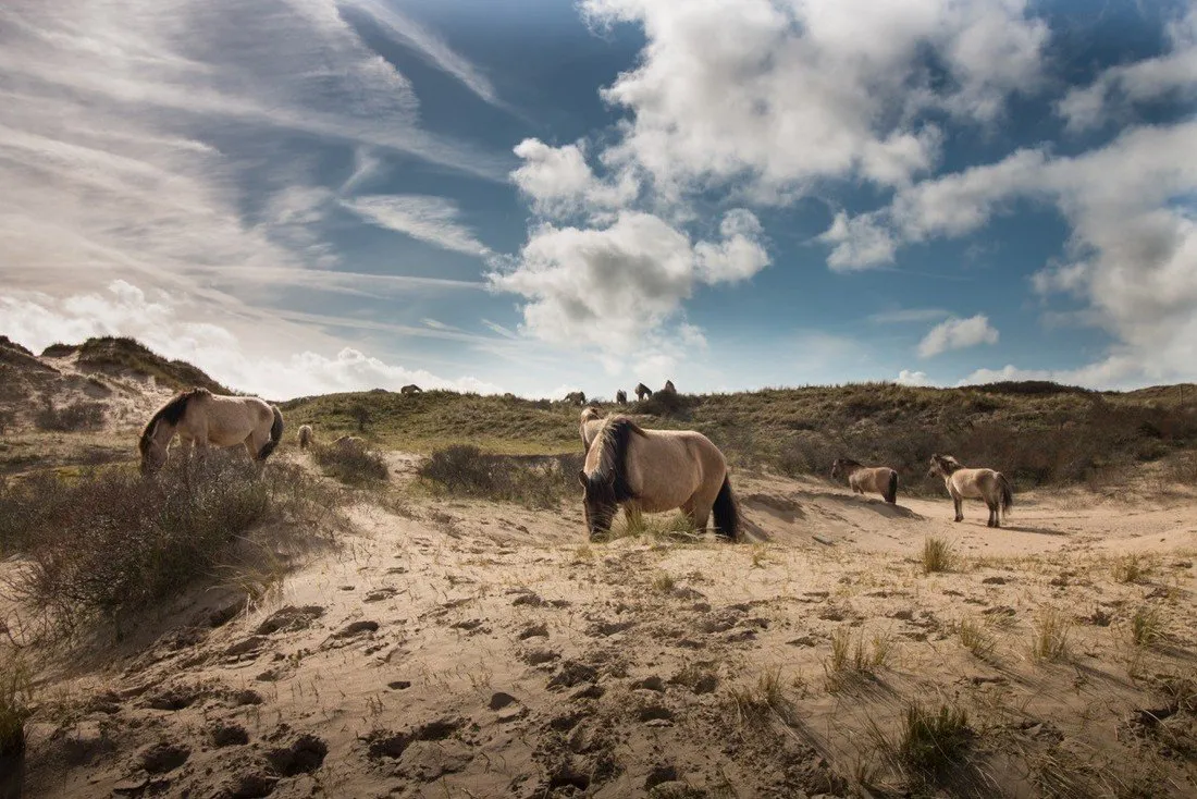 camping-de-duindoorn-ijmuiden-ry8uy