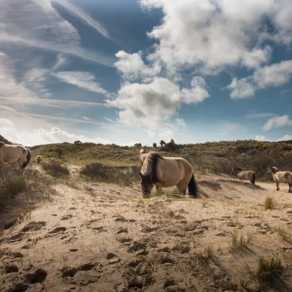 camping-de-duindoorn-ijmuiden-ry8uy