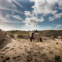 camping-de-duindoorn-ijmuiden-ry8uy