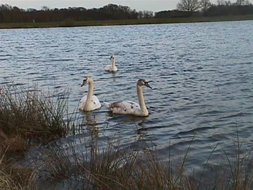 campingplatz-hartensbergsee-goldenstedt-te1bg
