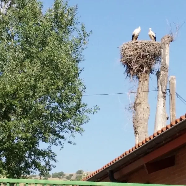 camping-fuente-de-la-teja-soria-vdiz3