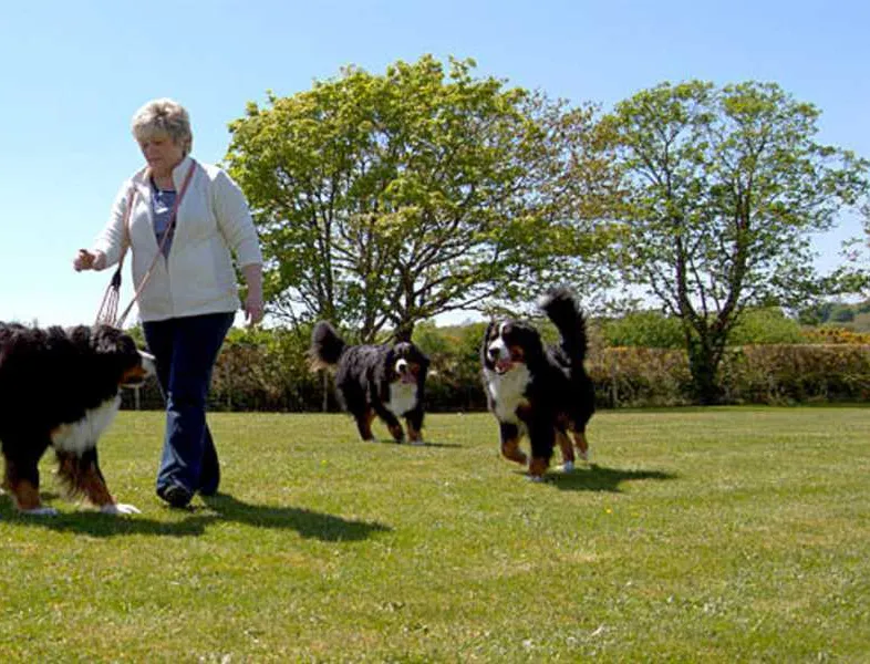 llys-derwen-caravan-campsite-caernarfon-gwynedd-aunjr