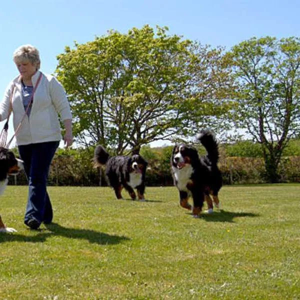 llys-derwen-caravan-campsite-caernarfon-gwynedd-aunjr