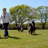 llys-derwen-caravan-campsite-caernarfon-gwynedd-aunjr