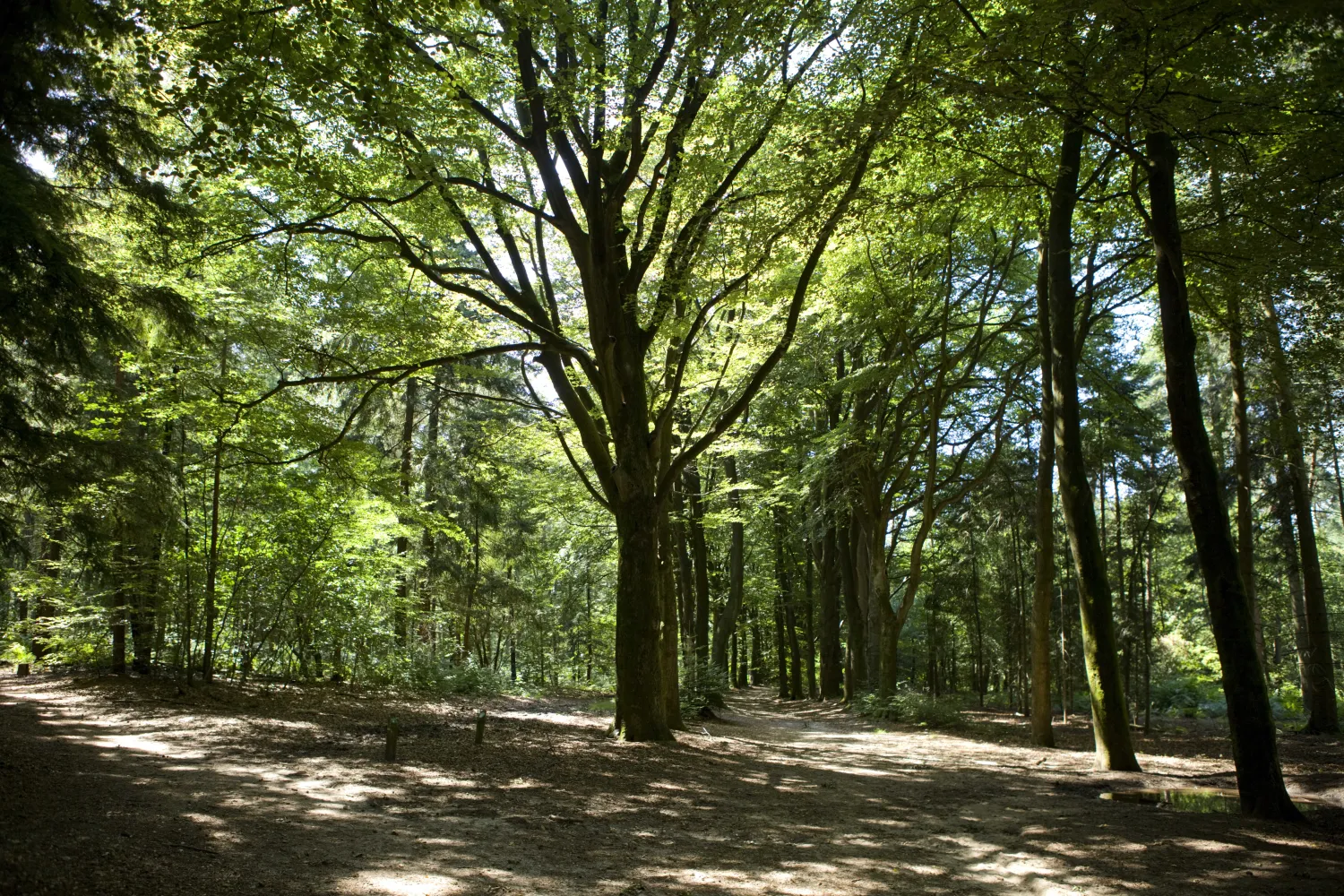 camping-bilderberg-oosterbeek-tdsbg