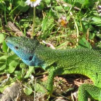camping-naturiste-du-pas-de-ceilhes-fondamente-knffn