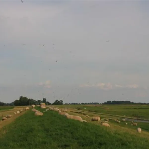 elbdeich-camping-kollmar-kollmar-bei-elmshorn-dnyzd