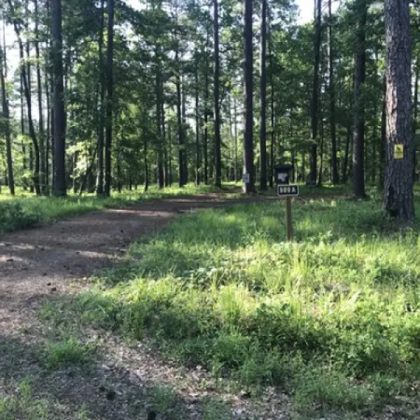 turkey-trot-hunter-camp-homer-jep6h